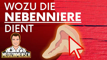 Was schädigt die Nebennieren?