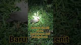 Download Lagu memikat burung sintar malam hari part 2 MP3