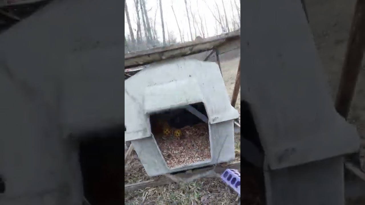 diy small chicken pin "chicken tractor"