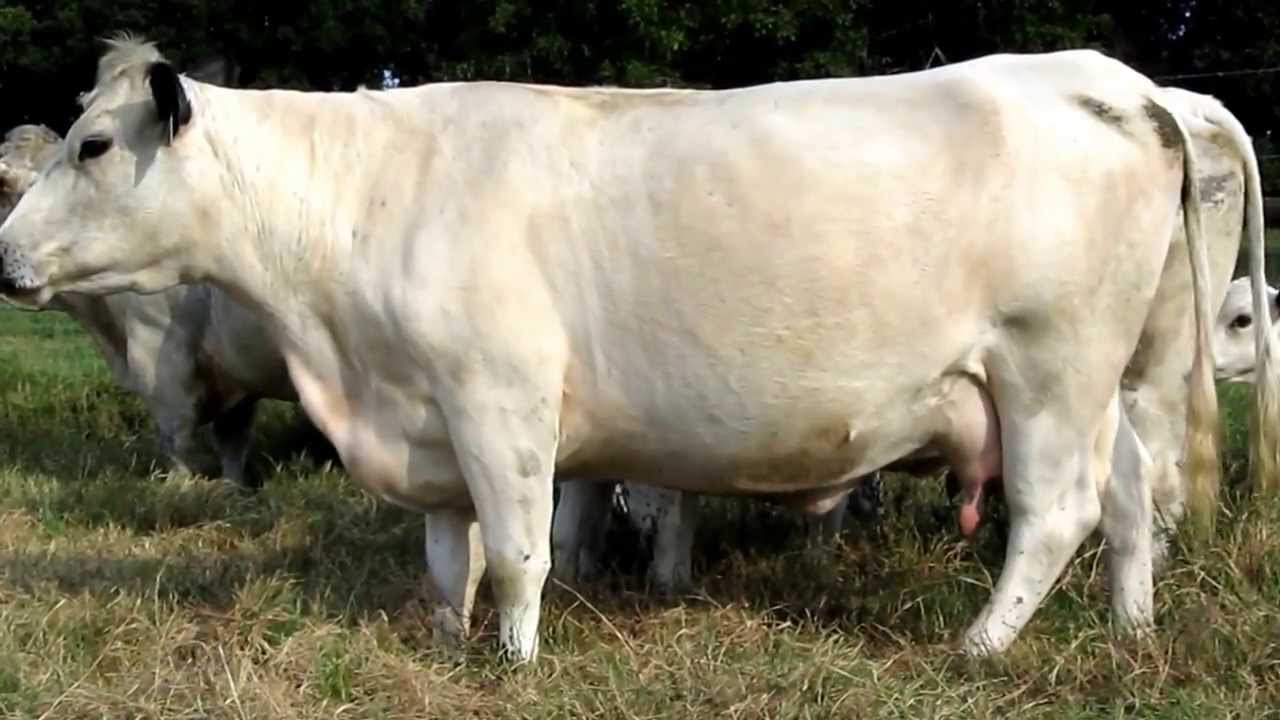 British White Cattle Available from JWCC YouTube