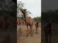 الجرس الموجود على رقبة البعير يتعرفون على الصوت عند ضياعهم 