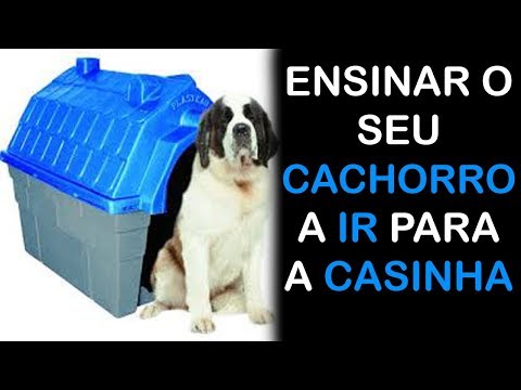 Vídeo: Meu Cachorro Precisa De Uma Casinha?