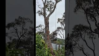 🚜 Tree Removal in Mount Barker WA 🌳 #capetreeservice #treeremovalmountbarkerwa #treeloppingalbany