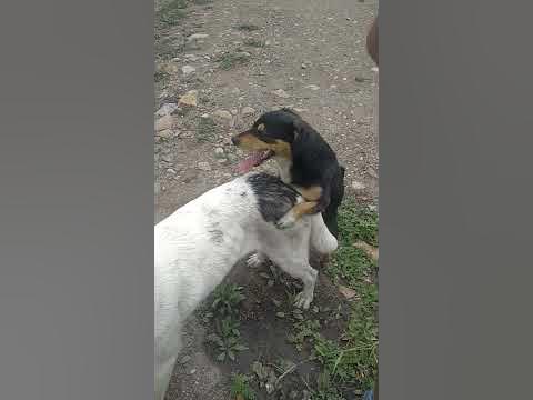 Собаке порна - YouTube