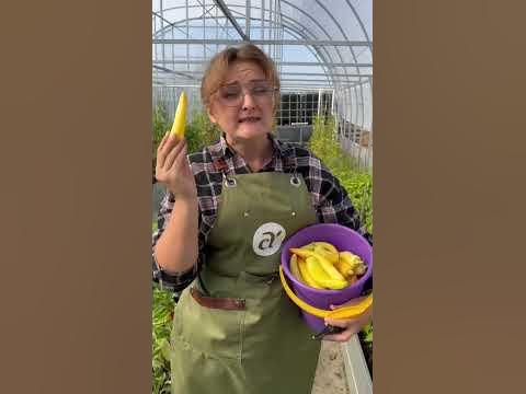 Сибирский экспресс #семена #сад #дача #огород #семенаалтая - YouTube