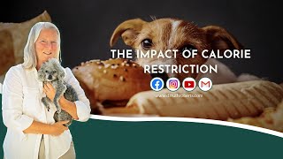 Unraveling Nutritional Deficiencies In Commercial Pet Food The Impact Of Calorie Restriction