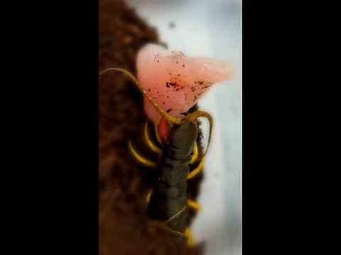 Сколопендра против курицы