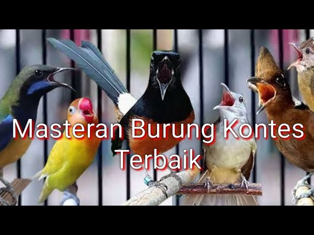 Masteran Burung Ocehan Kontes || Superb lyrebird Australia class=