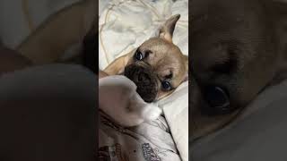 FRENCHBULLDOGS | THEIR REACTION WAS PRICELESS #frenchbulldog #frenchie #cute #lol #funny #dog #love