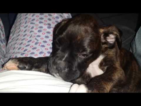 Boxer: Apollo watching Xena dream!