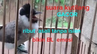 Suara kutilang ribut gacor asli tanpa isian. Pas 100% ampuh buat masteran dan pancingan kutilang