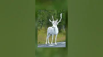 رنة ناصعة البيضاء في السويد 