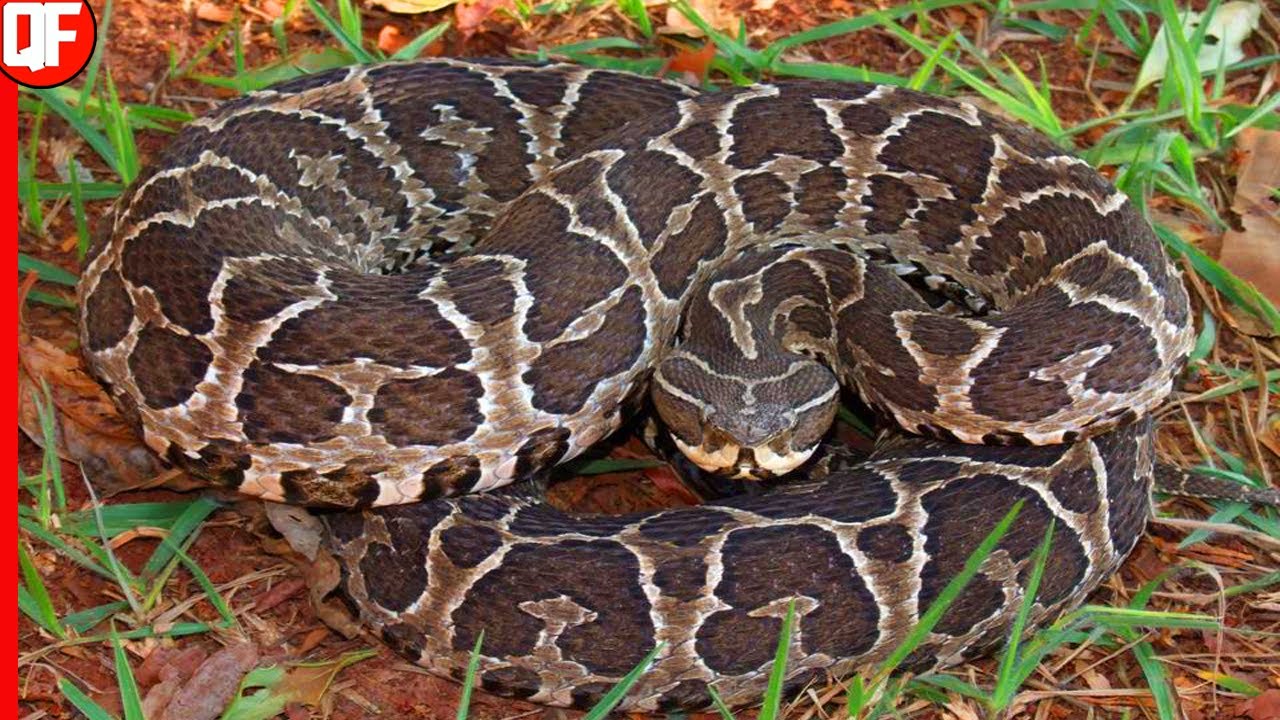 A TEMIDA URUTU CRUZEIRO A SERPENTE BRASILEIRA MAIS PERIGOSA,URUTU ...