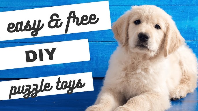 Best Toys For Lab Puppies You