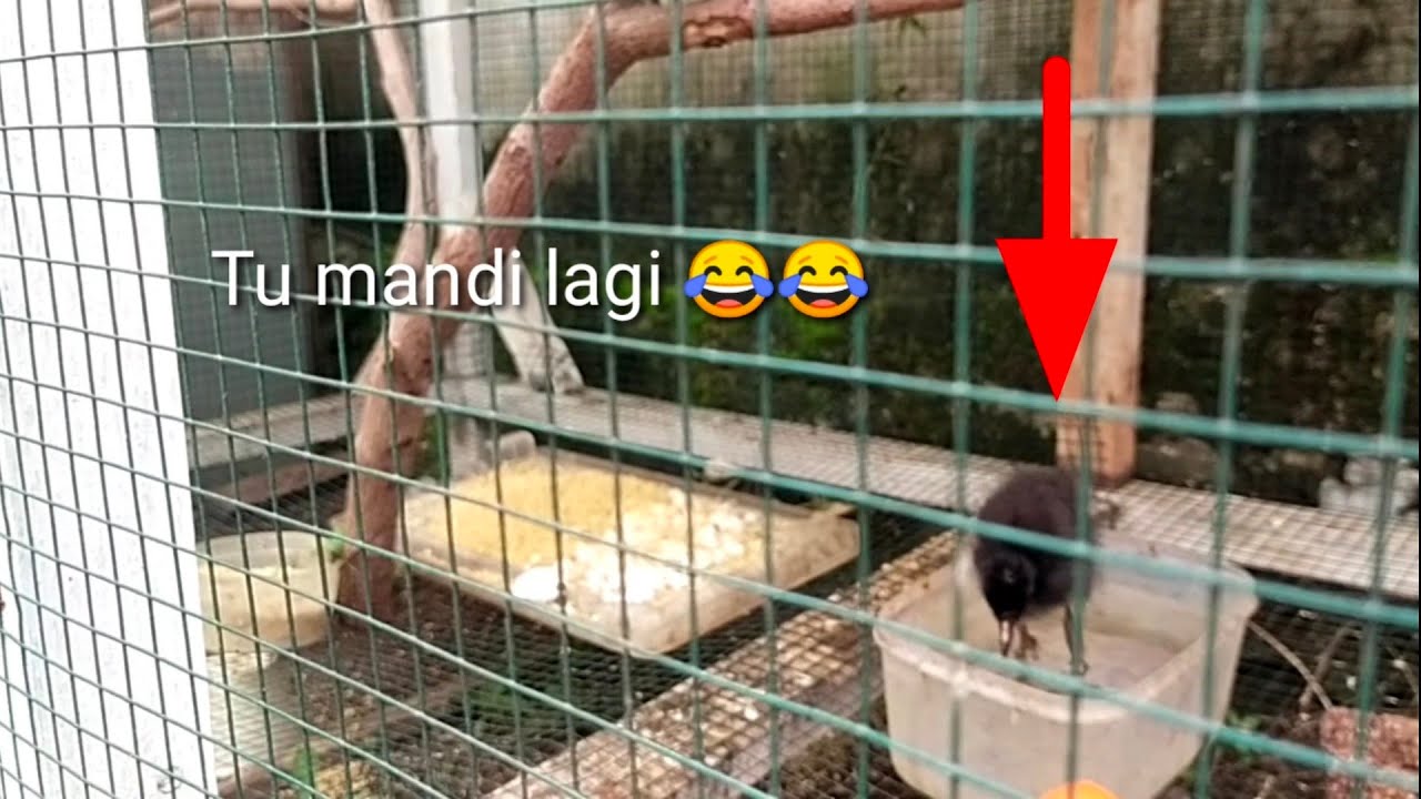BURUNG RUAK2NYA BERENANG !!! Perkembangan 12 hari pelihara anak ruak