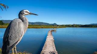 KATIKATI Bird Walk | Peaceful New Zealand Walk by the Water (4K POV)