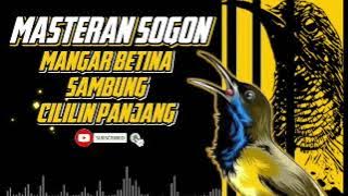 MASTERAN SOGON‼️ TEMBAKAN MANGAR BETINA SAMBUNG CILILIN PANJANG!!! #sogon #sogongacor #sogokontong