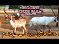 Biggest Deer Farm In Karachi Black Bucks Fellow Deer Arabian Gazelle Arabian Oryx Update Video