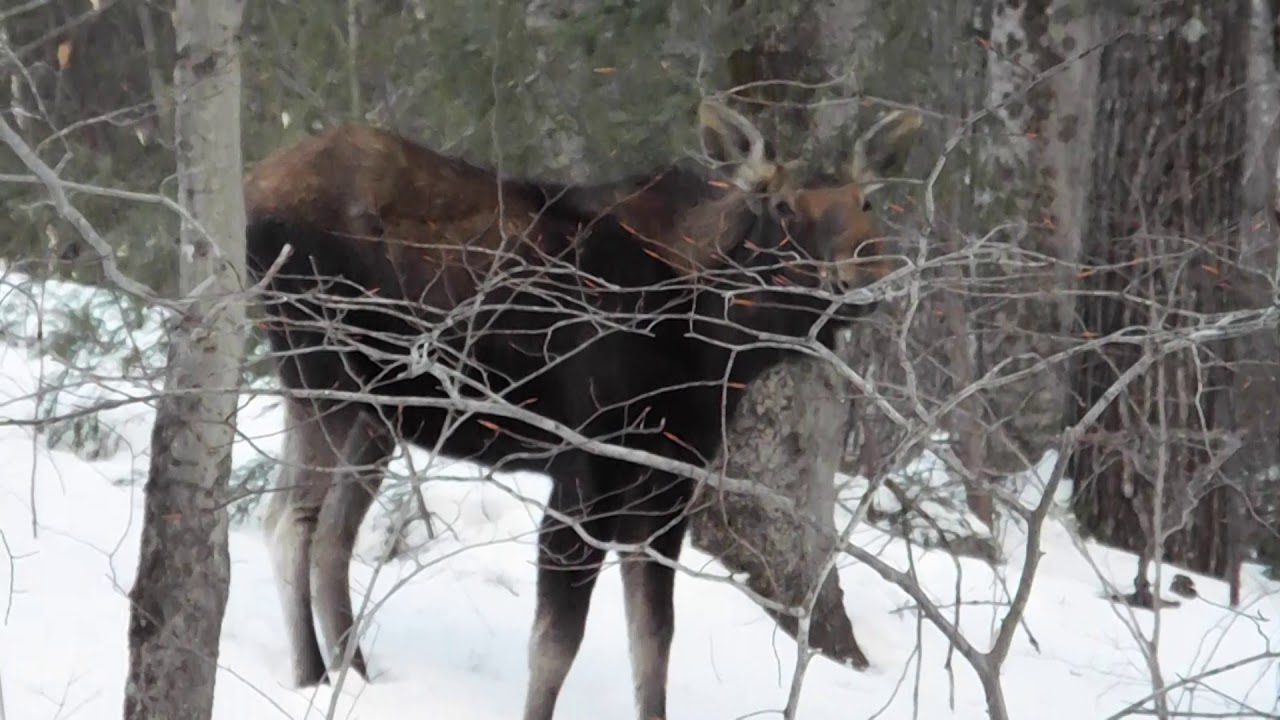 First Moose first moose ive seen in 4 years - YouTube