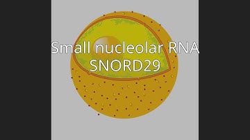 Small nucleolar RNA SNORD29