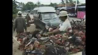 Cambodia Chicken Bicycle Cowboy Wranglers Angkor Wat