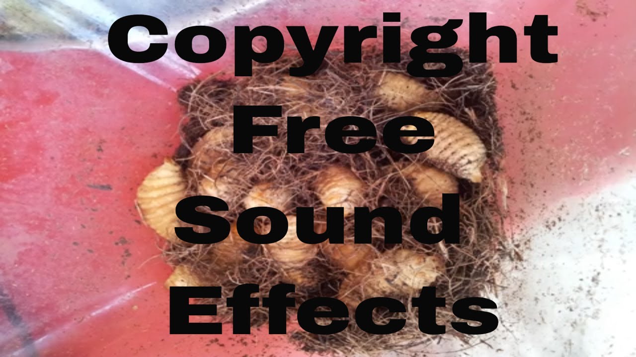 FREE SOUND EFFECTS | Insect Larvae | Sound Effects You Tubers Use Free | FREE DOWNLOAD