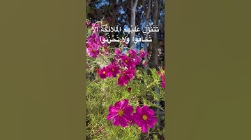 #قرآن #قران_كريم #تلاوة_خاشعة #tilawat #تلاوة_هادئة #راحة_نفسية