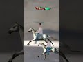 #SHORT VIDEO, HORSE RACE