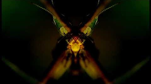 Piper from Pluto | Modular Synth | 3 Module Challenge