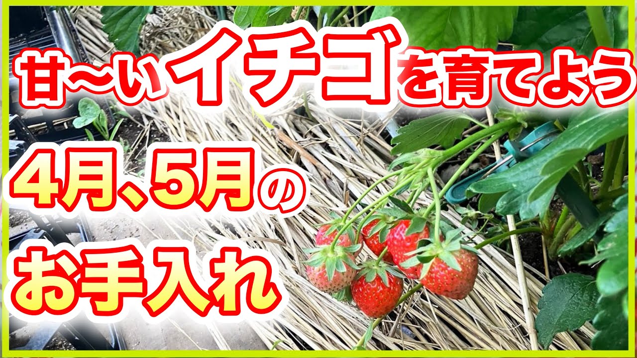 What to do in April and May to care for your strawberries! A big