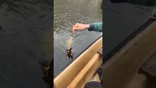snoek op een whopperplopper vanuit bootje #vissen #roofvissen #snoek #snoekvissen