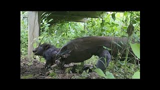 イノシシに襲い掛かり生きたまま丸飲み恐るべきコモドオオトカゲとは