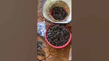 Béc g5 cải tiến tưới cà phê