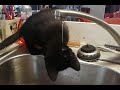 Funny cats(2)