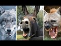 Darum Haben Hyänen und Wölfe Angst Vor Eseln