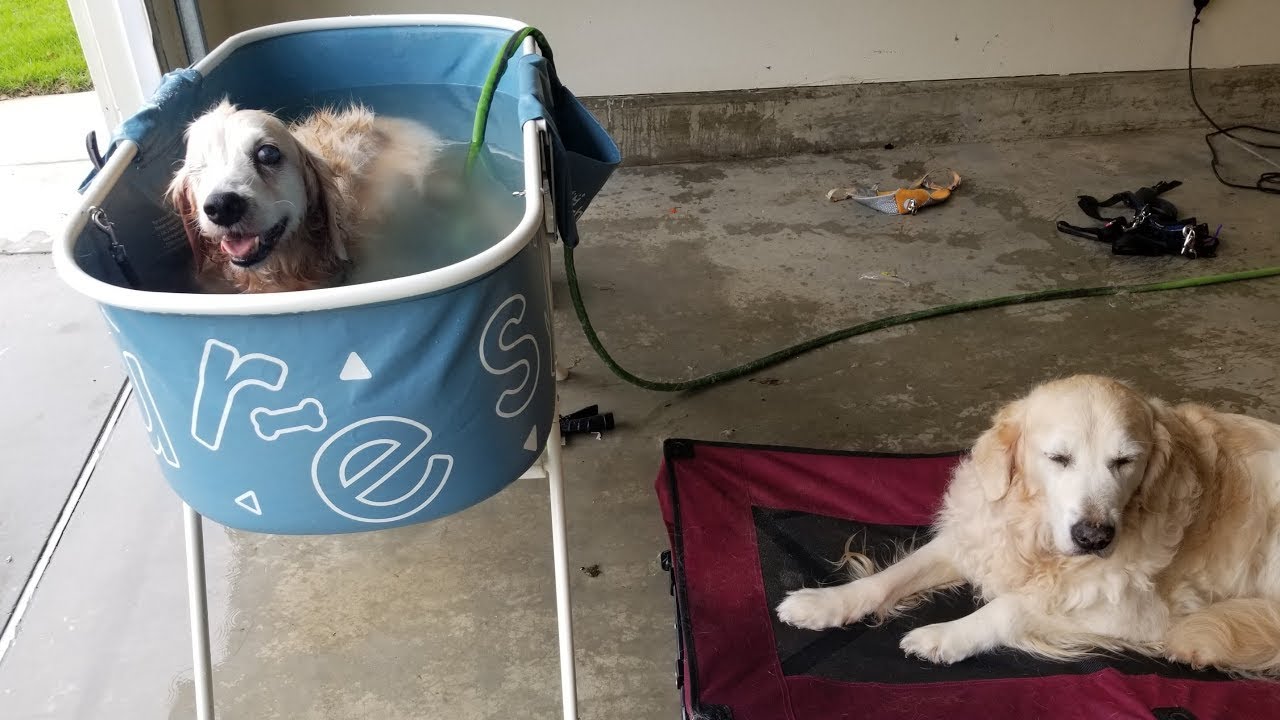 Golden Spa Day LIVE: Bath Time Smiles With My Goldens