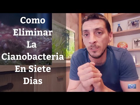 Video: Eliminando las cianobacterias del acuario