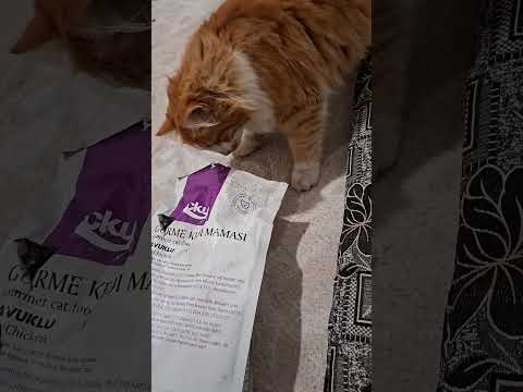 دعدع الجوعان دياما Cat Funny Dog Cute Animals Kitten اكسبلور