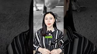 Gigi taring induk singa Tidak lukai anaknya saat digendong, ini alasannya
