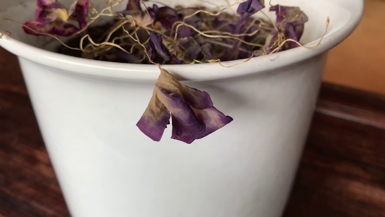 Oxalis Triangularis Adventures... 