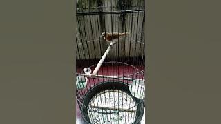 BurungPelanduk Bukit