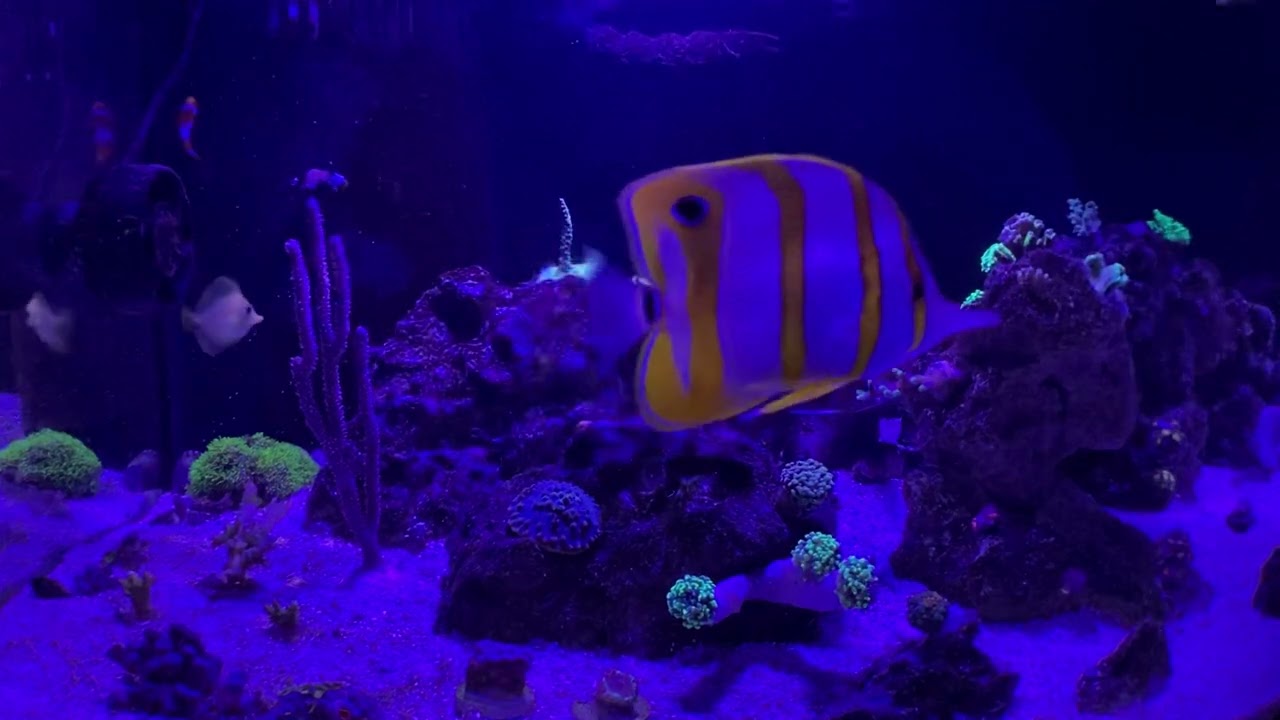 Biota captive bred yellow tang - 2nd day at home