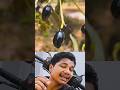 Can You Grow a Black Mango? 🥭⚫ Shocking Mango Experiment!