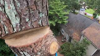 Dead pine tree removal part 3 final