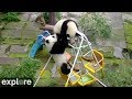 Pandorable funniest cutest epic panda compilation taken from our live cams