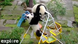 Pandorable! Funniest, cutest, epic panda compilation taken from our live cams.