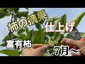 柿の摘果【7月〜仕上げ摘果】