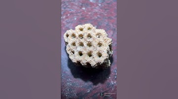 👀 Close Up 👀 Coral Fossil - Short 284 #shorts #fossils #coral #teamrockit