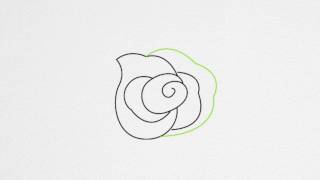 rose drawing draw drawings step paintingvalley