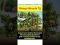 14 Varieties on Just ONE Tree! 🥭 #breakingnews #Mango #Farming #Agriculture #Nature.